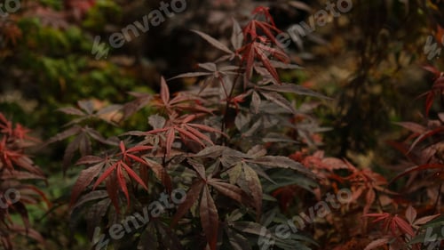Preview: Beautiful bright warm red leaves of a Japanese Maple tree - Acer Palmatum Atropurpureum (Fireglow).