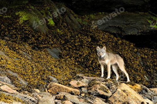 Preview: Coastal gray British Columbia wolf at the Khutzeymateen Grizzly Bear Sanctuary, Canada