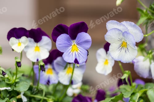 Preview: Blue And Purple Pansy Blooms In Spring