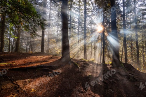 Preview: Canadian Nature View of the Forest during a foggy morning sunrise