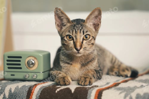 Preview: portrait of a cat