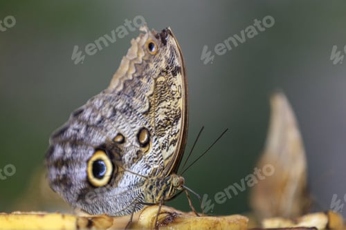Preview: butterfly garden, Dubai