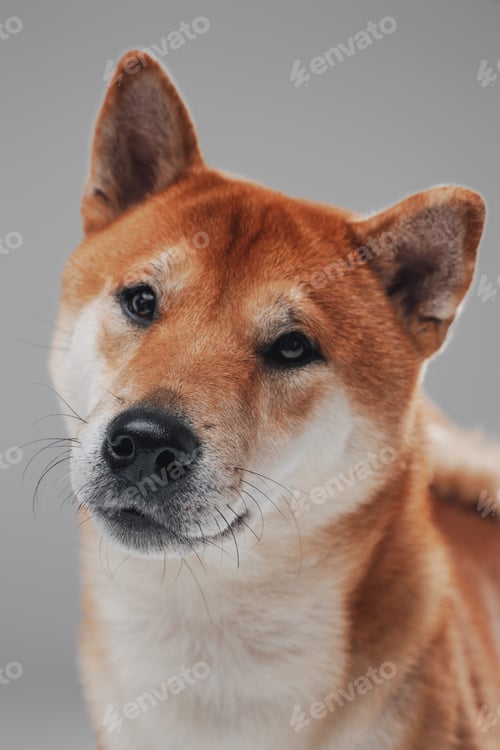 Preview: Cute and fluffy dog shiba inu breed against white background