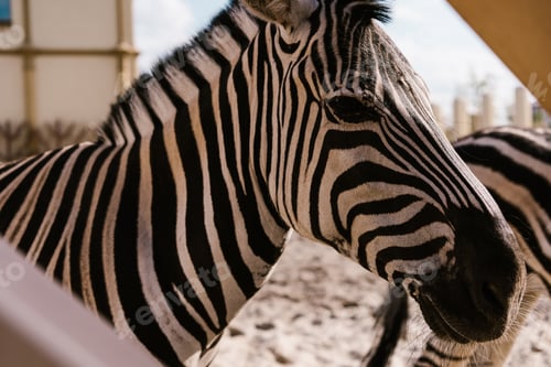 side view of zebra standing in corral at zoo