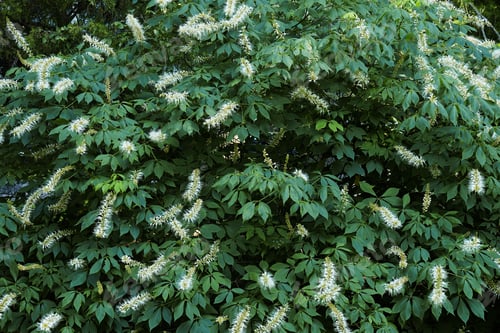 Preview: Bottlebrush Buckeye (Aesculus Parviflora). Known As Dward Horse Chestnut Also.