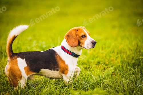 Preview: Beagle dog on the background of a green field in the autumn after the rain while running like crazy