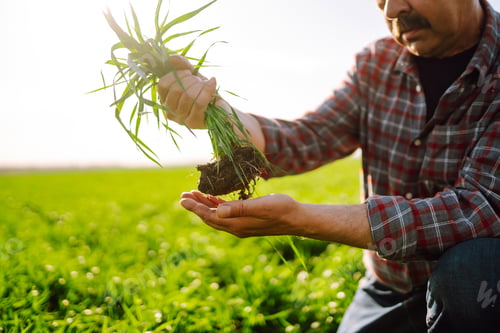 Preview: Young Green wheat seedlings in the hands of a farmer. Checking wheat field progress.