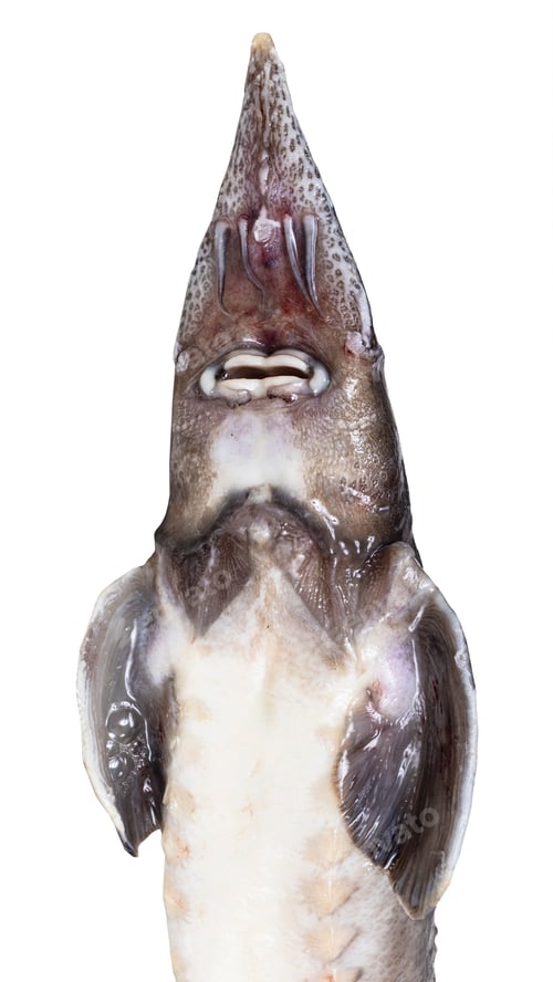 Preview: bottom view of head of fresh sturgeon fish cutout