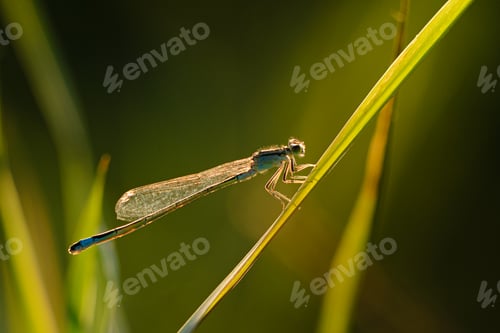 Preview: Dragonfly