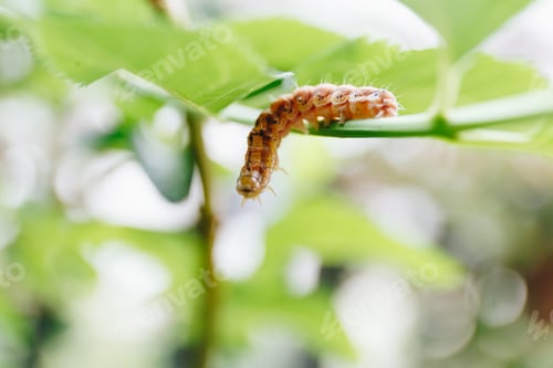 Preview: macro shot of a little orange caterpillar