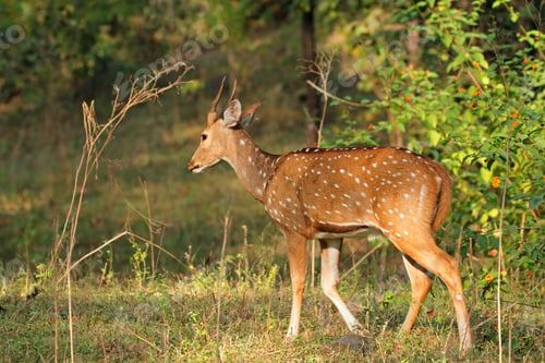 Preview: Male spotted deer - India