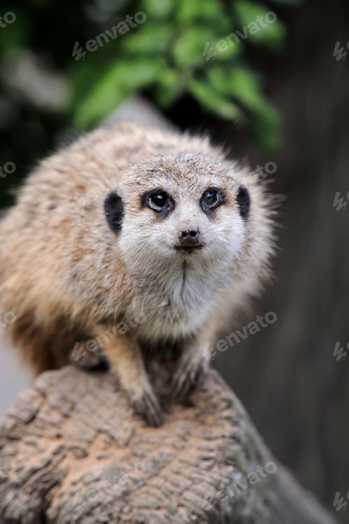 Preview: Close meerkat on branch