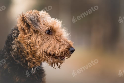 Visualização: dog, pet, terrier, dogs