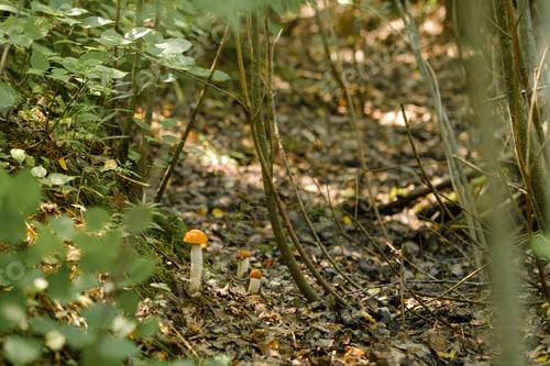 Preview: There are a lot of wild aspen mushrooms growing in the forest. Mushrooms in the forest.