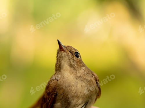 Preview: Selective focus shot of a little Thrush nightingale
