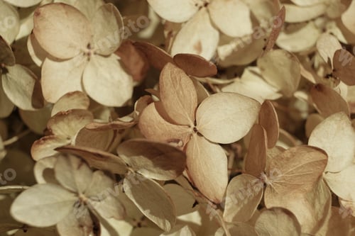 Preview: Beautiful dry flowers. Dried hydrangea petals close up. Stylish poster, soft focus