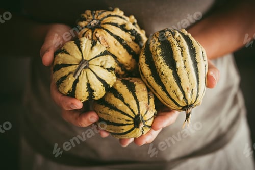 Preview: Close up of woman hands holding and showing green pumpkins. October concept lifestyle and f