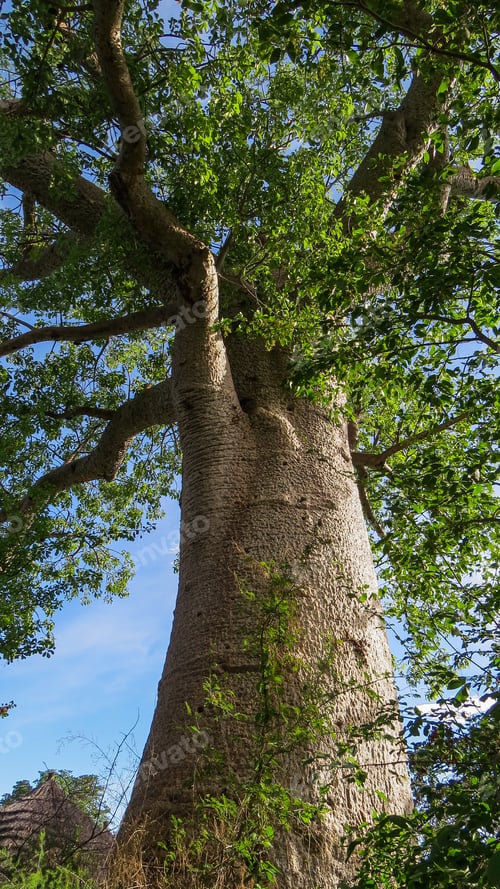Preview: Baobab Tree