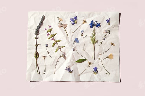 Preview: Assortment of dried herbarium flowers and plants on crumpled white paper.
