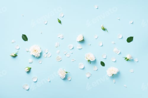 Preview: Flowers composition. White roses and floral petals on blue background. Flat lay, top view. Creative