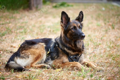 Preview: German Shepherd for a walk