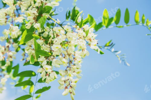 Preview: nature
