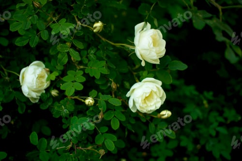 Preview: white roseship flower on a dark green background