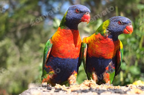 Preview: Closeup shot of Rainbow lorikeets in th