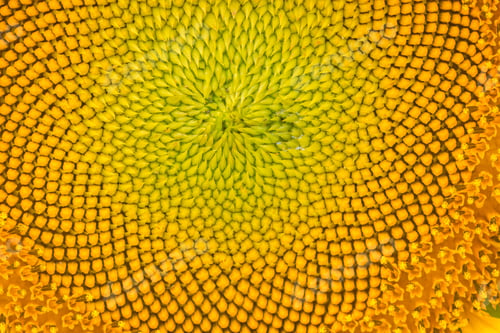 Preview: sunflower pattern