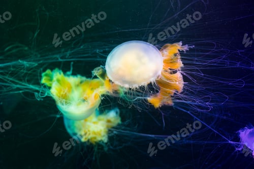Preview: Jellyfishes swim under the water