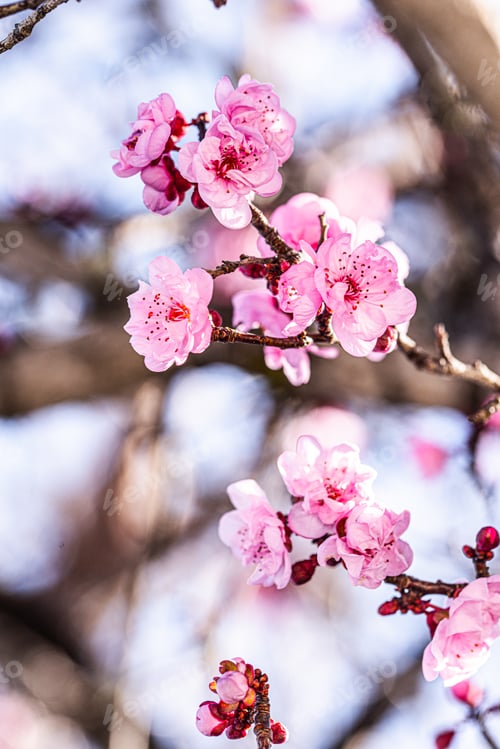 Preview: Pink cherry blossoms in bloom on this tree branch