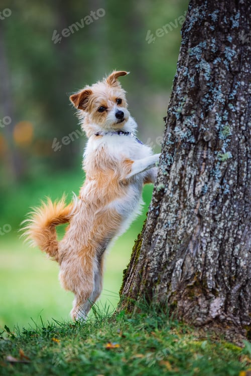 Preview: Vertical shot of an adorable Kromi dog near a tree in a park with a blurry background