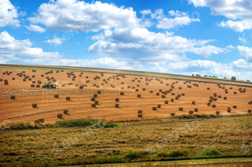 Preview: Cylindrical straw bales lie on a sloping field under sky with clouds