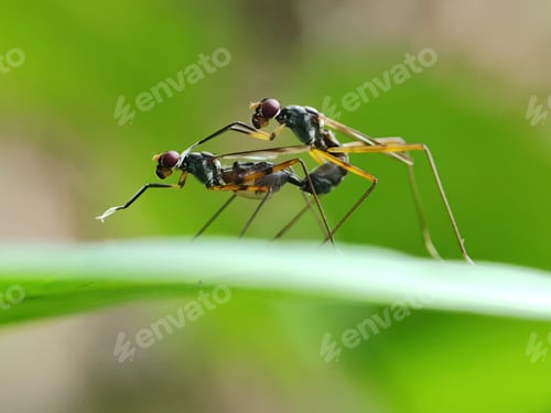 Preview: Matting insect
