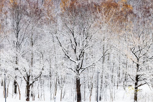 Preview: view of snowy trees in city park covered with snow
