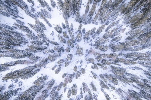 Preview: Aerial view of winter trees