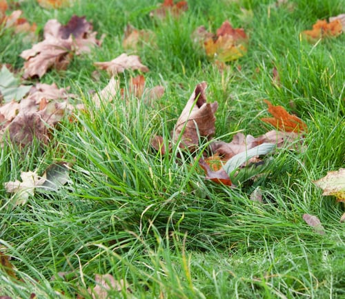 Preview: Dry leaves in grass