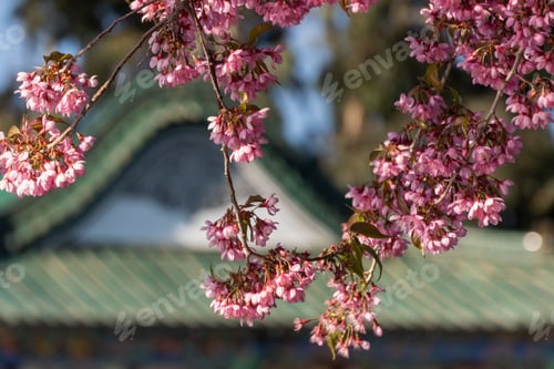 Preview: Beautiful pink cherry blossom tree with a lush canopy of delicate flowers hanging from its branches