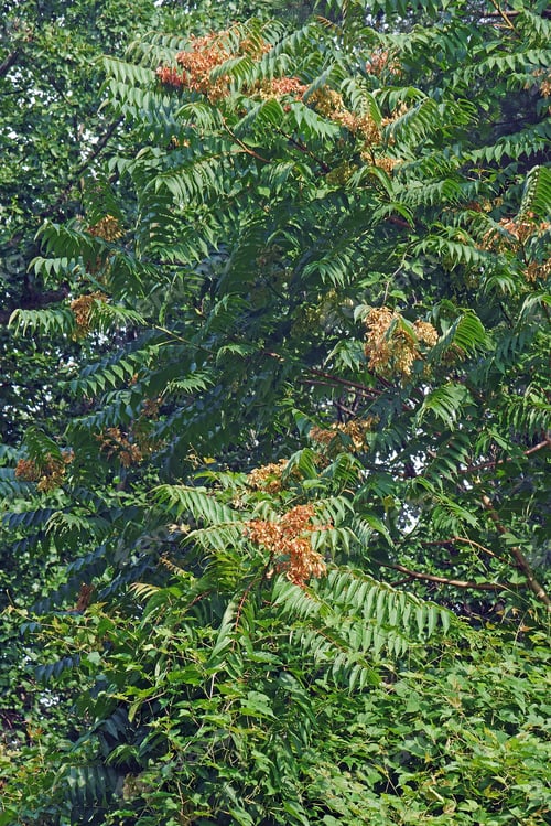 Preview: Ailanthus (Ailanthus Altissima). Called Tree Of Heaven Also
