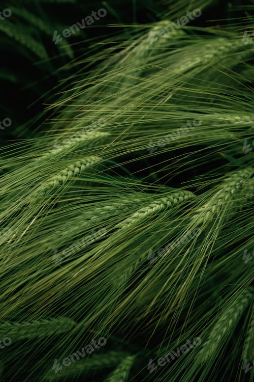 Preview: Raw product. Close up view of growing green wheat on agricultural field
