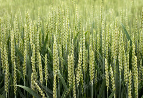Preview: A close-up of green wheat spikelets during the active growth phase in a field.