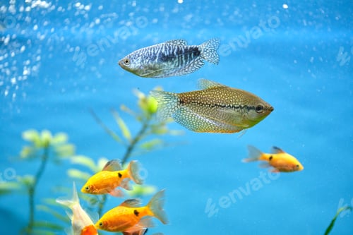 Preview: Colorful exotic fish swimming in deep blue water aquarium with green tropical plants