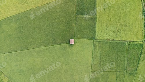 Preview: Aerial view shot from drone of the beautiful paddy fields with green young sprouts in farming organi