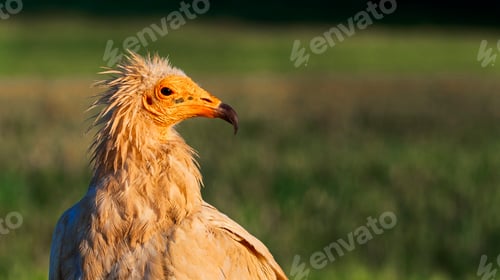 Preview: Egyptian Vulture
