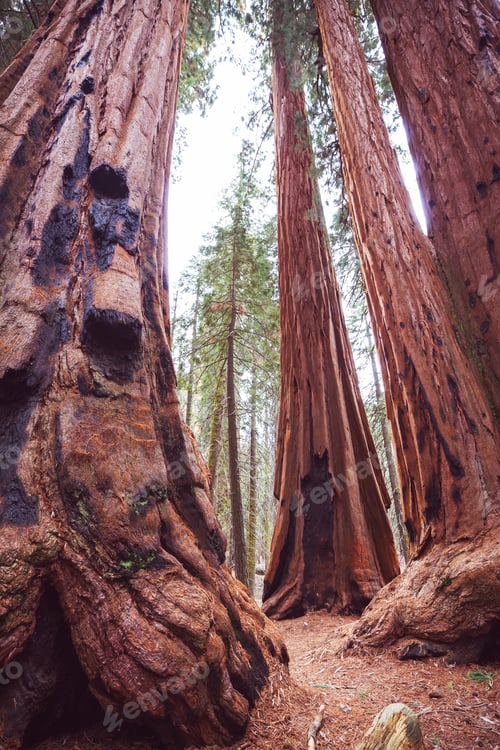 Preview: Sequoia