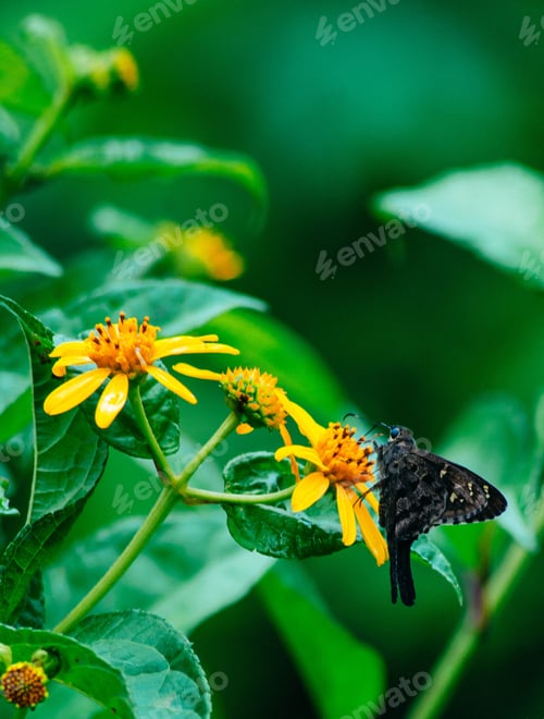Preview: Small skipper is perched atop a colorful flower, surrounded by lush green foliage