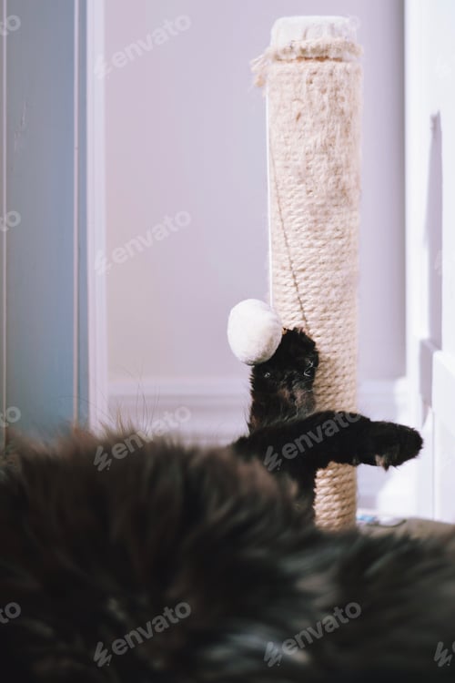 Preview: Paws of black fluffy cat playing with a scratching post with copy space