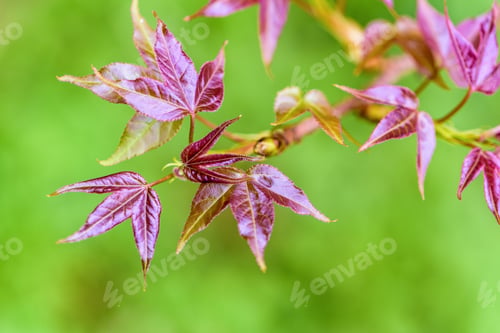 Preview: Red young leaves Maple