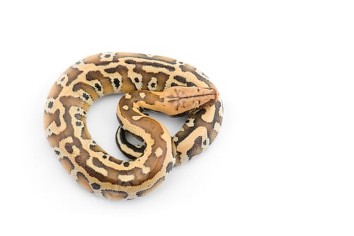 Preview: Sumatran Short Tail Python isolated on white background