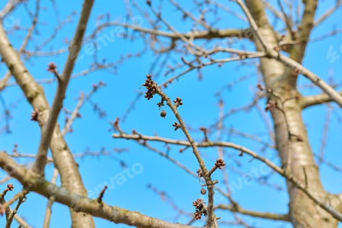 Preview: Early spring, branches with buds of a cherry tree against a blue sky